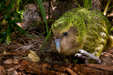 Sirocco the kakapo