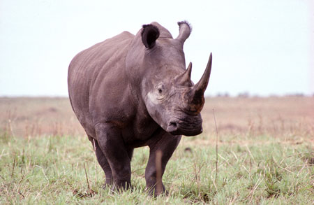 Northern White Rhino