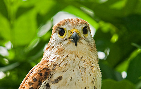 Mauritius Kestrel