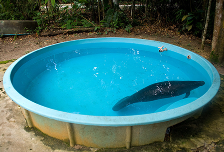 Amazonian manatee from Last Chance to See