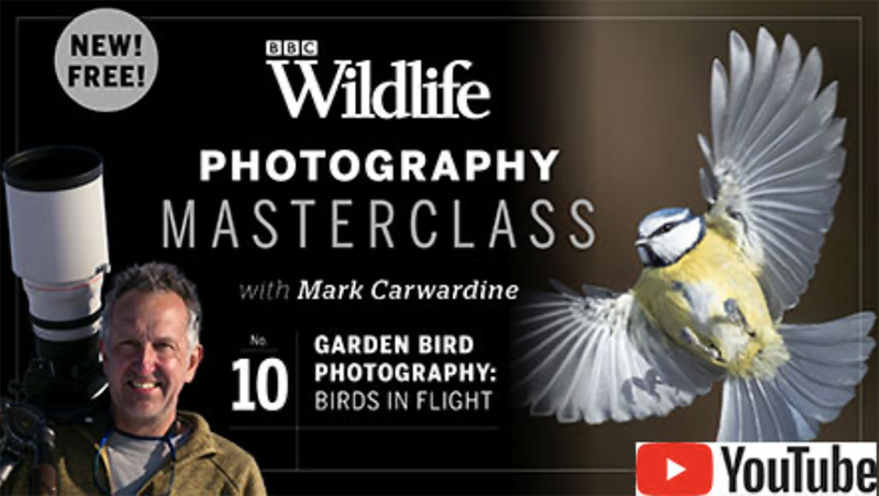 Image representing Mark Carwardine's BBC Wildlife Photography Masterclass YouTube videos