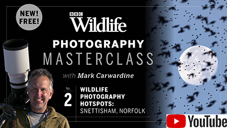 2. Wildlife photography hotspots: Snettisham Nature Reserve, Norfolk