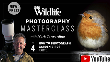 4. Backgrounds: 1 of 3 critical elements of a great wildlife photograph