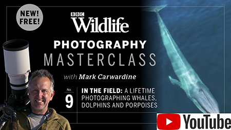9. A lifetime photographing whales and dolphins