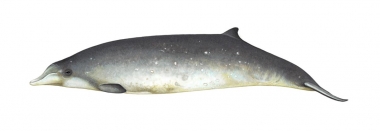 Image of Andrews' beaked whale (Mesoplodon bowdoini) - Female; one of the least known of the world’s cetaceans