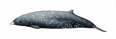 Image of Andrews' beaked whale (Mesoplodon bowdoini) - Male; one of the least known of the world’s cetaceans