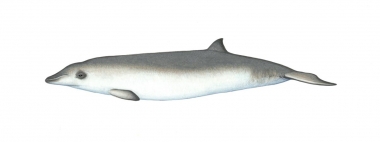 Image of Andrews' beaked whale (Mesoplodon bowdoini) - Calf; one of the least known of the world’s cetaceans