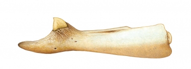 Image of Andrews' beaked whale (Mesoplodon bowdoini) - Lower jaw and tooth; one of the least known of the world’s cetaceans