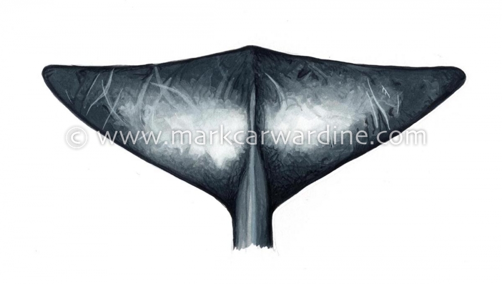 Andrews' beaked whale (Mesoplodon bowdoini)