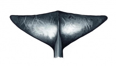 Image of Andrews' beaked whale (Mesoplodon bowdoini) - Old adult male fluke underside; one of the least known of the world’s cetaceans