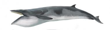 Image of Antarctic minke whale (Balaenoptera bonaerensis) - Adult with open mouth