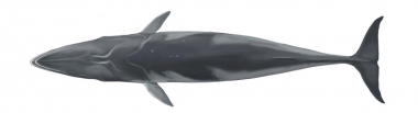 Image of Antarctic minke whale (Balaenoptera bonaerensis) - Upperside