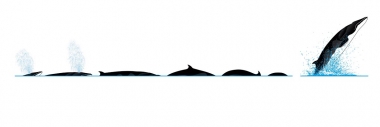 Image of Antarctic minke whale (Balaenoptera bonaerensis) - Dive sequence