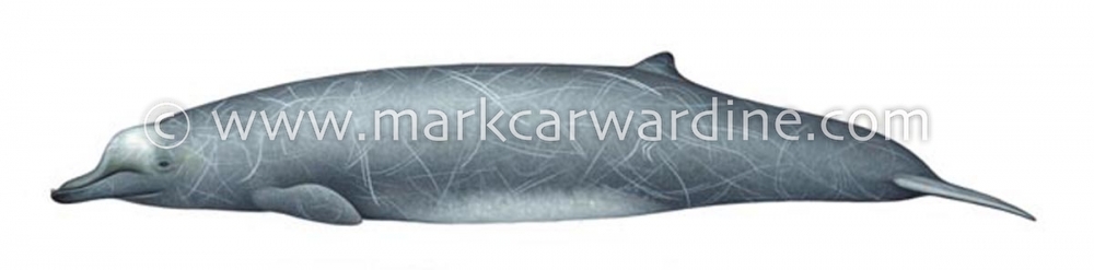 Arnoux’s beaked whale (Berardius arnuxii)