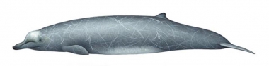 Image of Arnoux’s beaked whale (Berardius arnuxii) - Adult