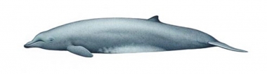 Image of Arnoux’s beaked whale (Berardius arnuxii) - Calf