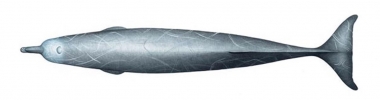 Image of Arnoux’s beaked whale (Berardius arnuxii) - Topside