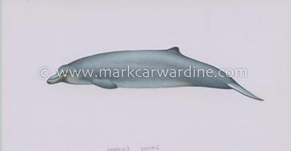 Arnoux’s beaked whale (Berardius arnuxii)