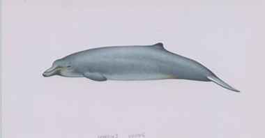 Image of Arnoux’s beaked whale (Berardius arnuxii) - Calf