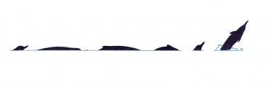 Image of Arnoux’s beaked whale (Berardius arnuxii) - Dive sequence