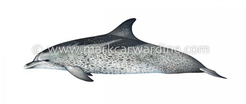 Atlantic spotted dolphin (Stenella frontalis)