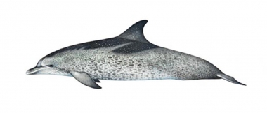 Image of Atlantic spotted dolphin (Stenella frontalis) - ‘Fused’ heavily spotted form