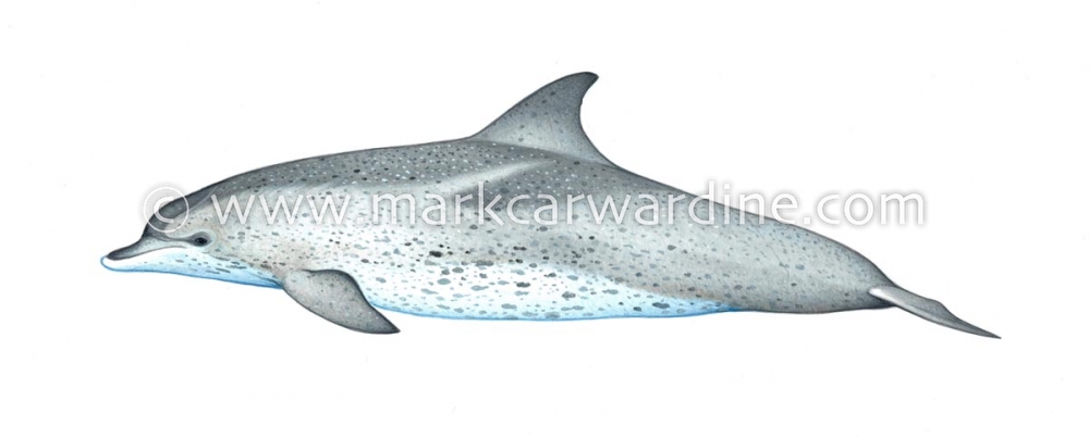 Atlantic spotted dolphin (Stenella frontalis)