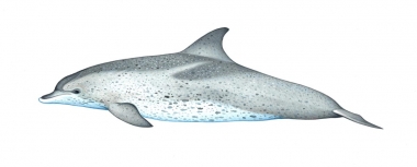 Image of Atlantic spotted dolphin (Stenella frontalis) - Young adult ‘mottled’ form