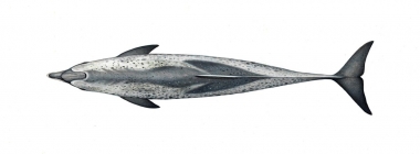 Image of Atlantic spotted dolphin (Stenella frontalis) - Topside, adult heavily spotted form