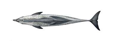 Image of Atlantic spotted dolphin (Stenella frontalis) - Topside, adult heavily spotted form