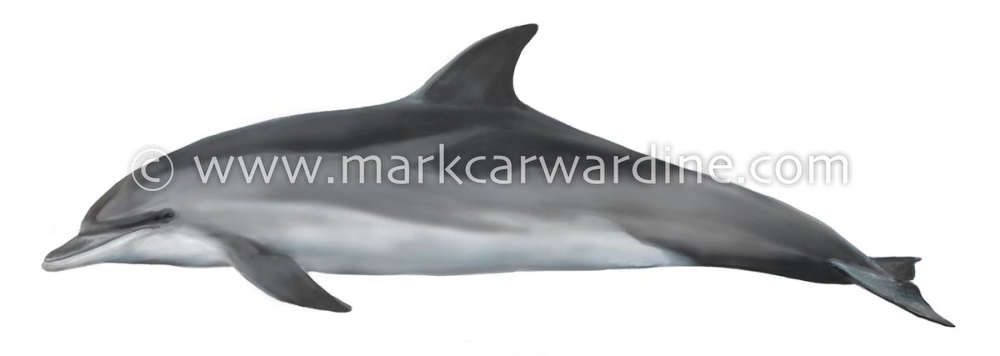 Atlantic spotted dolphin (Stenella frontalis)