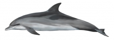 Image of Atlantic spotted dolphin (Stenella frontalis) - Adult, lightly spotted form
