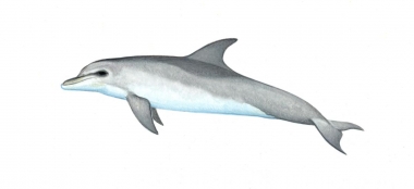 Image of Atlantic spotted dolphin (Stenella frontalis) - Calf ‘two-tone’ heavily spotted form