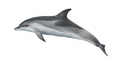 Image of Atlantic spotted dolphin (Stenella frontalis) - Calf ‘two-tone’ lightly spotted form