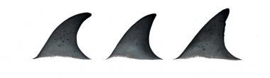 Image of Atlantic spotted dolphin (Stenella frontalis) - Dorsal fin variations