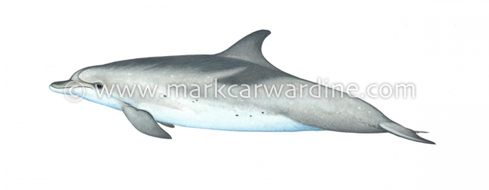 Atlantic spotted dolphin (Stenella frontalis)