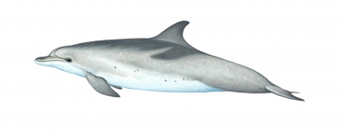 Image of Atlantic spotted dolphin (Stenella frontalis) - Juvenile ‘speckled’ form