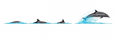 Image of Atlantic spotted dolphin (Stenella frontalis) - Dive sequence