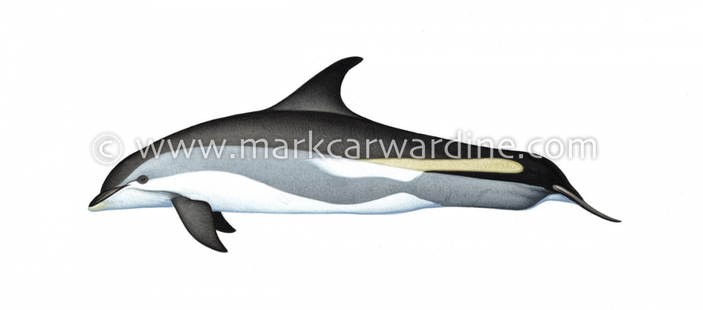 Atlantic white-sided dolphin (Lagenorhynchus acutus)