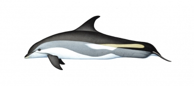 Image of Atlantic white-sided dolphin (Lagenorhynchus acutus) - Adult