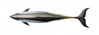 Image of Atlantic white-sided dolphin (Lagenorhynchus acutus) - Upperside