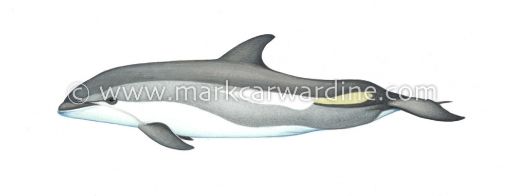Atlantic white-sided dolphin (Lagenorhynchus acutus)