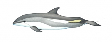 Image of Atlantic white-sided dolphin (Lagenorhynchus acutus) - Calf