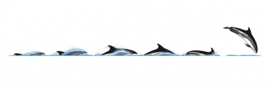 Image of Atlantic white-sided dolphin (Lagenorhynchus acutus) - Dive sequence