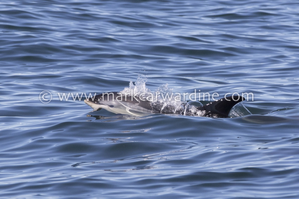 Atlantic white-sided dolphin (Lagenorhynchus acutus)