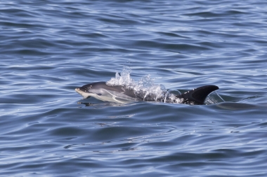 Image of Atlantic white-sided dolphin (Lagenorhynchus acutus) - Bubbles often appear before head breaks surface