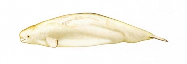 Image of Beluga (Delphinapterus leucas) - Adult with diatoms