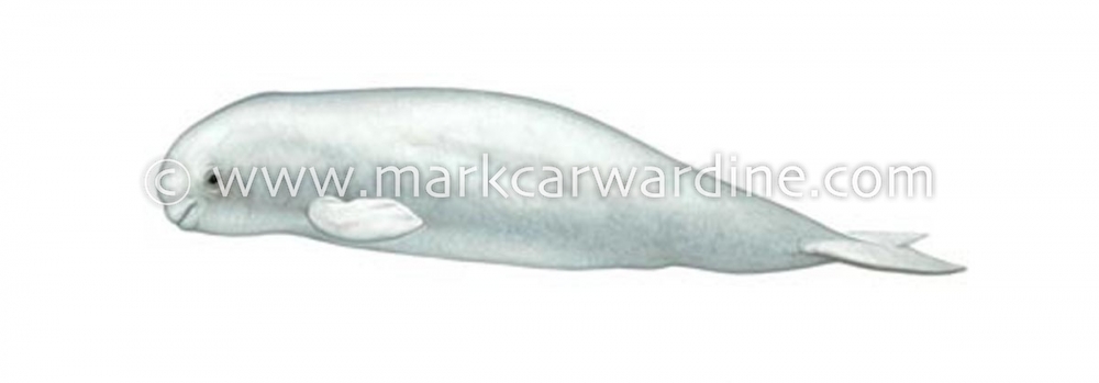 Beluga (Delphinapterus leucas)