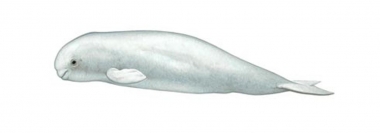 Image of Beluga (Delphinapterus leucas) - Calf