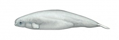 Image of Beluga (Delphinapterus leucas) - Calf